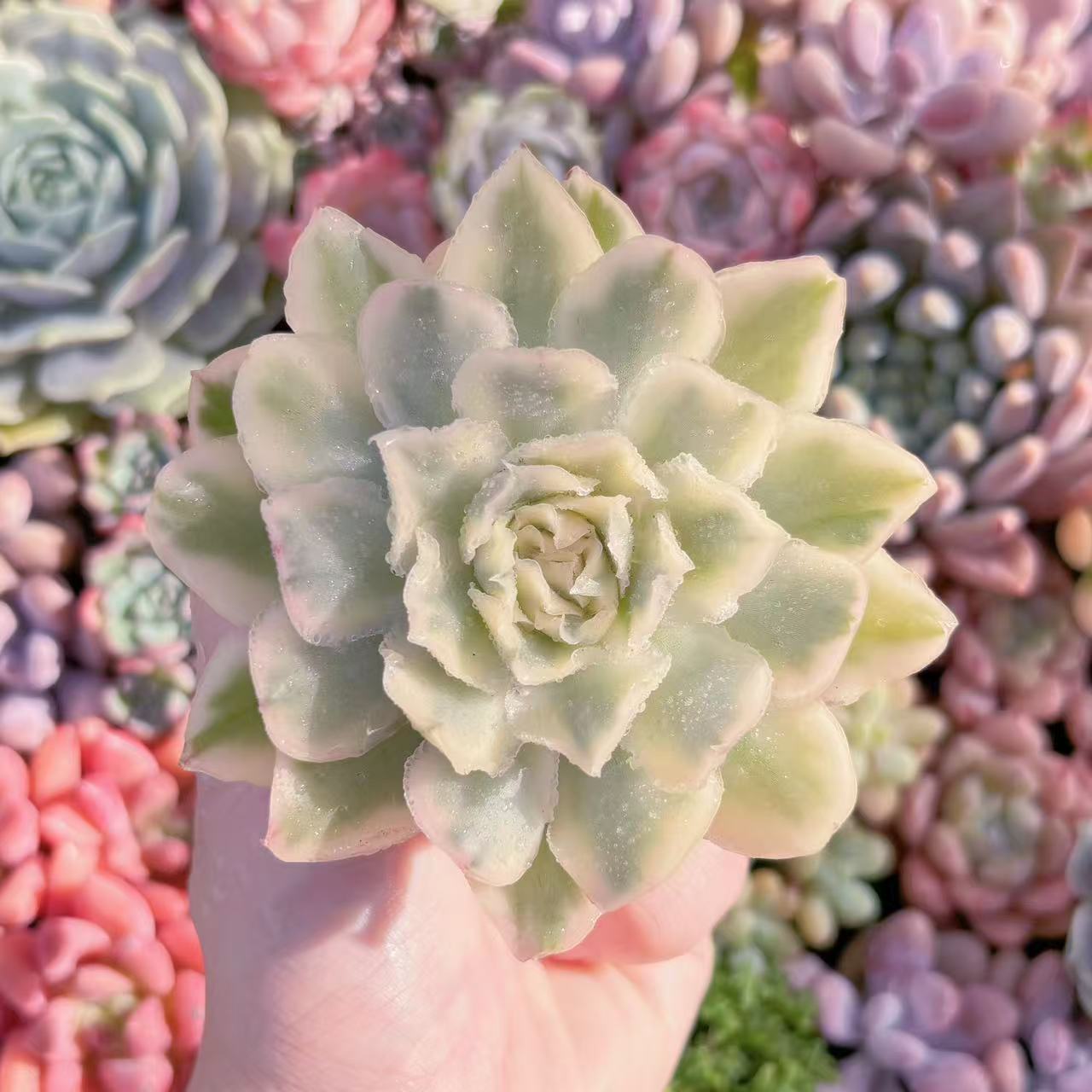 楽天市場】盆栽鉢（観葉植物｜花・観葉植物）：花・ガーデン・DIYの通販