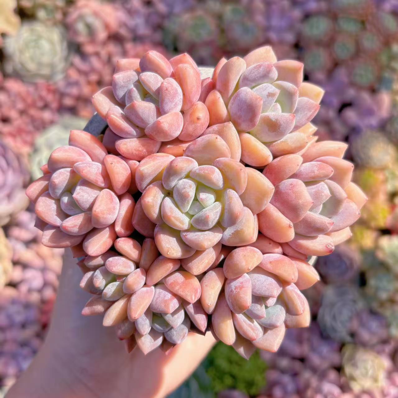 楽天市場】盆栽鉢（観葉植物｜花・観葉植物）：花・ガーデン・DIYの通販