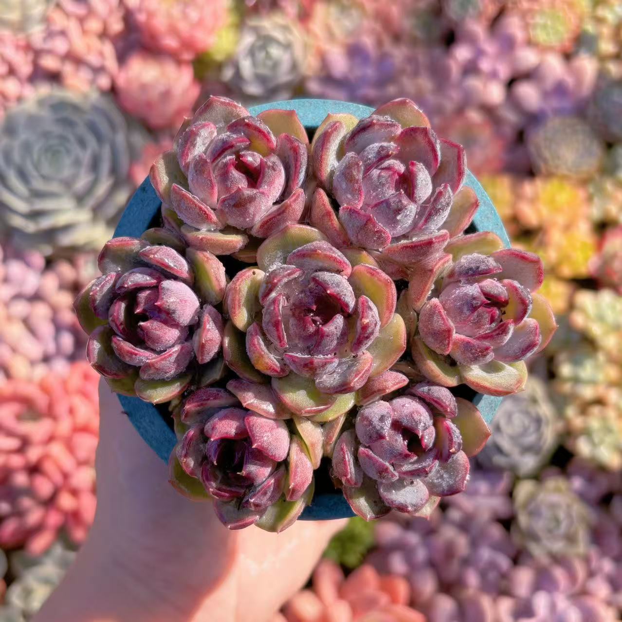 楽天市場】盆栽鉢（観葉植物｜花・観葉植物）：花・ガーデン・DIYの通販