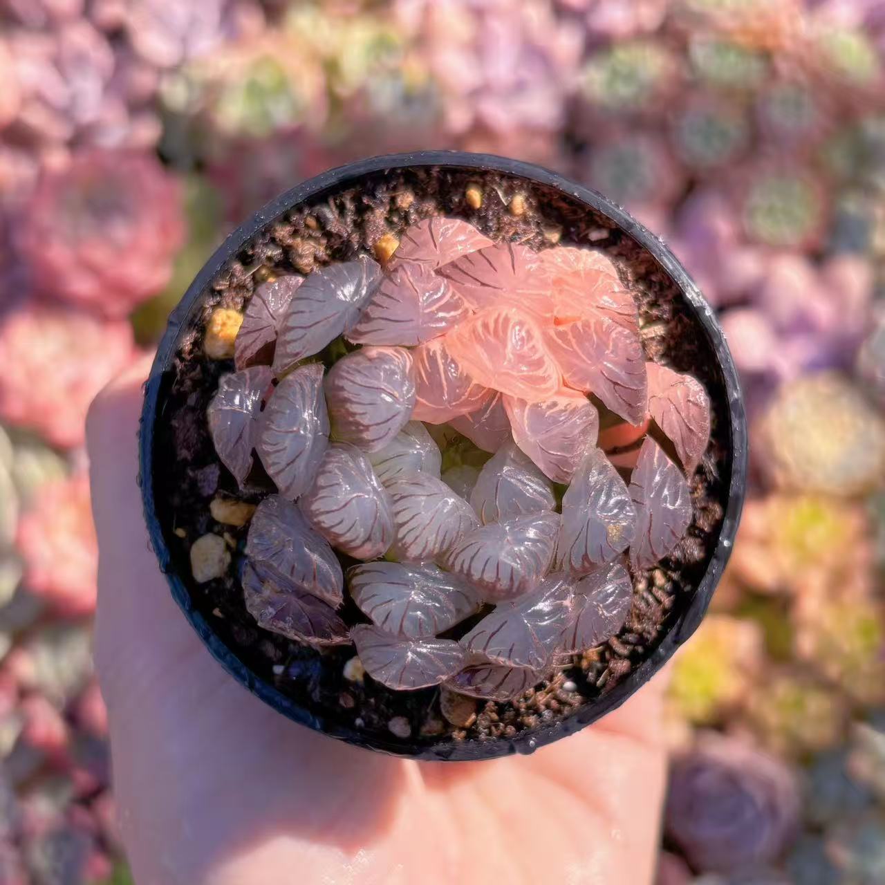 楽天市場】盆栽鉢（観葉植物｜花・観葉植物）：花・ガーデン・DIYの通販