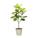アートグリーン 人工観葉植物 光触媒 光の楽園 フレッシュアルテシマ1.65