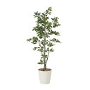 アートグリーン 人工観葉植物 光触媒 光の楽園 フィカスツリー1.8