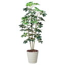 アートグリーン 人工観葉植物 光触媒 光の楽園 カポック斑入り1.5