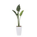 アートグリーン 人工観葉植物 光触媒 光の楽園 オ―ガスタ1.75(ポリ製)