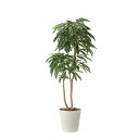 アートグリーン 人工観葉植物 光触媒 光の楽園 アムステルラバーキング1.8
