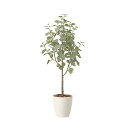 アートグリーン 人工観葉植物 光触媒 光の楽園 ユーカリツリー1.35