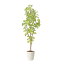 アートグリーン 人工観葉植物 光触媒 光の楽園 スリムバウヒニア1.5 26,400円