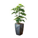 アートグリーン 人工観葉植物 光触媒 光の楽園 フレッシュDXウンベラータ1.6