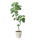アートグリーン 人工観葉植物 光触媒 光の楽園 ツイストウンベラータ1.6