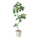 アートグリーン 人工観葉植物 光触媒 光の楽園 ツイストウンベラータ1.9(組立式)