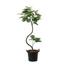 アートグリーン 人工観葉植物 光触媒 光の楽園 インテリアウンベラ−タ1.65