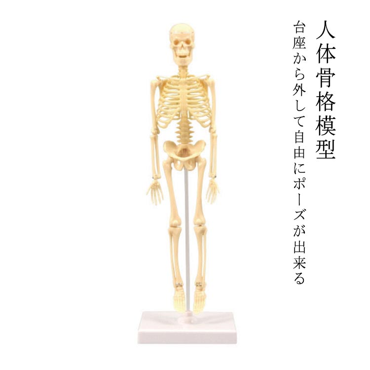 楽天市場】人体 骨格模型(ホビー)の通販 楽天市場】人体 骨格模型(ホビー)の通販