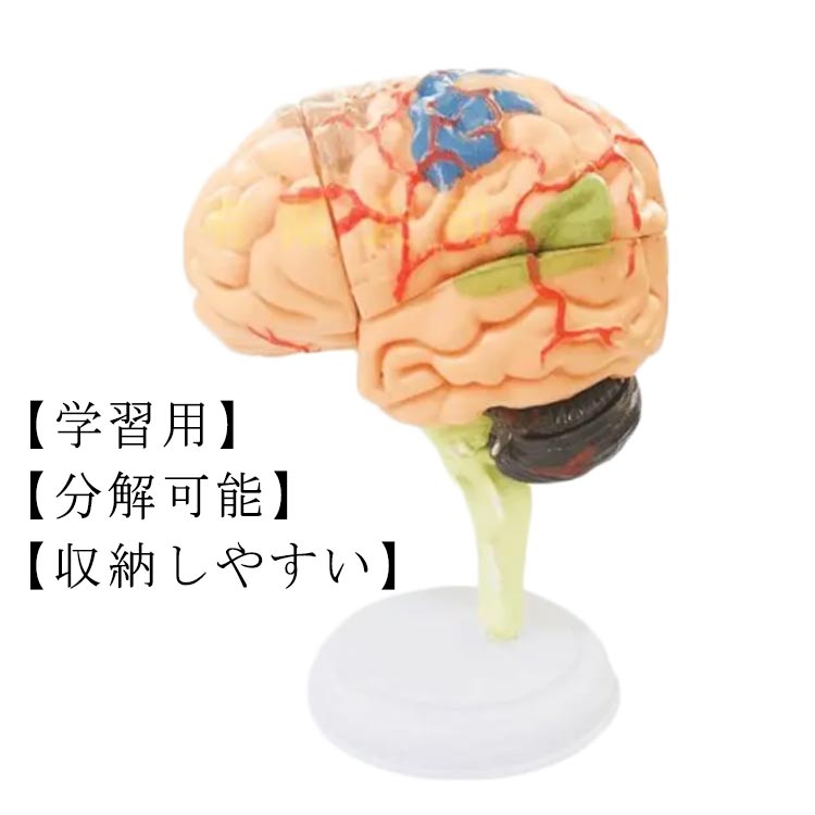 楽天RUSHUP楽天市場店脳模型 4D 32パーツ 脳 模型 学習 医学 解剖 立体 頭蓋骨 人体模型 脳モデル 脳みそ 大脳 仕組み 神経学 医学生 神経