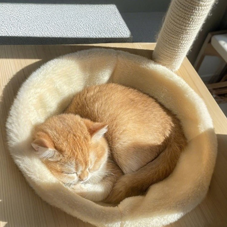 �ڥåȥ٥å� ǭ �ޥå� �������� ���ꥢ�ܥ����� ������ ��2�祻�åȡ� �� ���������С� ǭ ǭ���� ���襤�� �ѡ��� ñ�� �ޥå� �٥å� �⤰�� ������ �Ȥ��� ���ä��� �դ�դ� ������ ��ǭ ��2�祻�åȡ� �緿ǭ �ϥ���