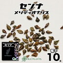 センナ メリディオナリス Senna meridionalis マダガスカル産 塊根植物コーデックス RUU PLANTS