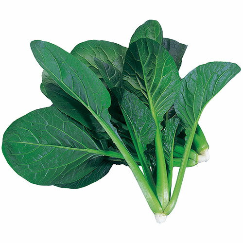 ARTEC 水耕栽培ユニット ベビーコマツナ ASNATC102967|雑貨・ホビー・インテリア 雑貨 雑貨品