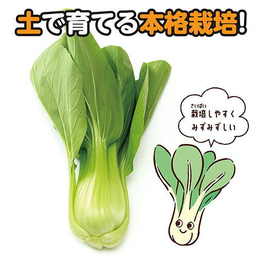 【5個セット】 ARTEC お家で楽しく栽培キット チンゲンサイ 土で育てる野菜の栽培...