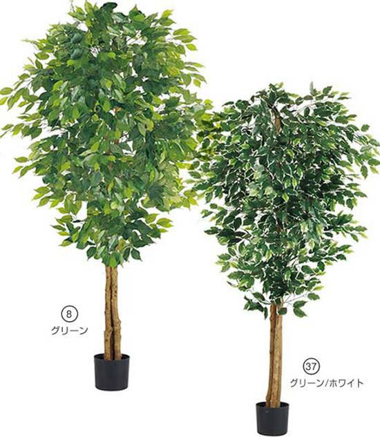 楽天緑花堂ストア【スーパーセール特別割引商品】180cm フィカスツリー（ナチュラルトランク）[ONSLETR7634] 光触媒スプレープレゼント 代引決済不可 送料無料 |人工観葉植物 フェイクグリーン 造花 装飾 飾り付け 店舗装飾 ディスプレイ 室内装飾 インテリア 大型