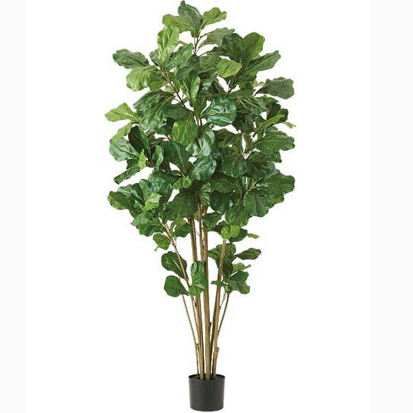 180cm ウンベラータツリー(204)[ONSLETR7674] 光触媒スプレープレゼント 代引決済不可 送料無料 |人工観葉植物 フェイクグリーン 造花 装飾 飾り付け 店舗装飾 ディスプレイ 室内装飾 インテリア 大型