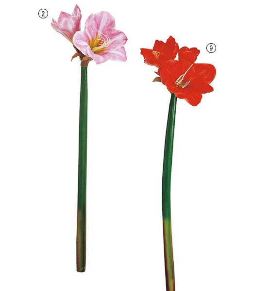 70cm アマリリス [ONSFLSP1261] |人工観葉植物 アートフラワー 造花 フラワー フェイクグリーン 装飾 飾付 小物 デコレーション 飾り イベント パーティー フラワーアレンジメント店舗装飾 アマリリス ピンク オレンジ ディスプレイ 室内装飾 飾り付け