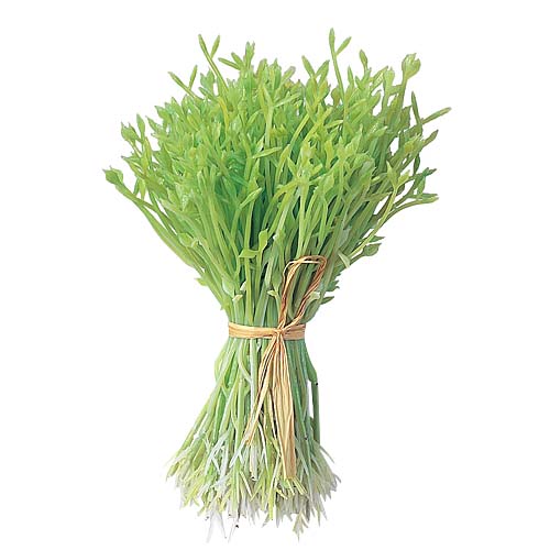 110mm スプラウト [ONSDIFV7944] |フェイクフード 食品サンプル レプリカ ディスプレイ デコレーション 作り物 装飾 飾付 飾り 小物 イベント パーティー フラワーアレンジメント 店舗装飾 飾り付け テーブルコーディネート ベジタブル 野菜
