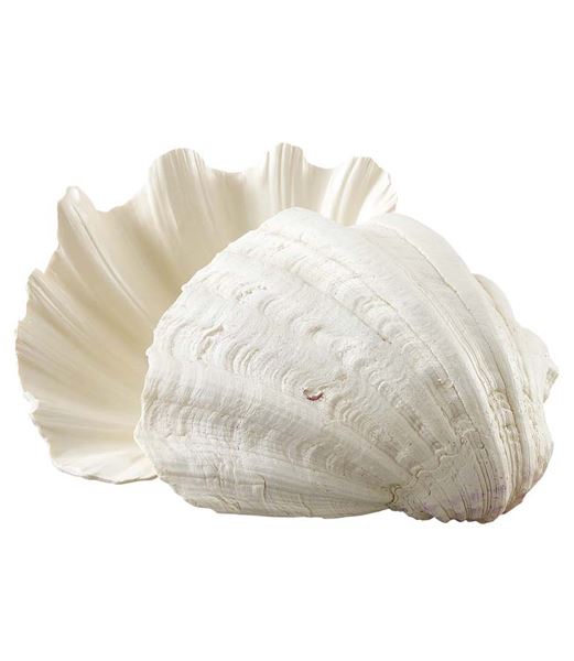 25cm クラムシェル（2個入り）  送料無料 |人工観葉植物 造花 フェイク 装飾 飾付 小物 雑貨 販売 デコレーション 飾り イベント パーティー フラワーアレンジメント インテリア 店舗装飾 花材 資材 ディスプレイ 飾り付け 海 レプリカ 夏 マリン 貝殻 貝