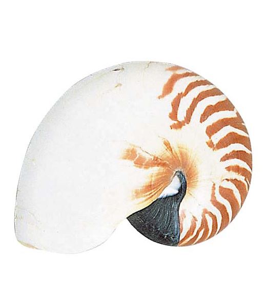 20cm オオム貝 [ONSMMIC-6]送料無料 |人工観葉植物 アートフラワー 造花 フェイク  ...