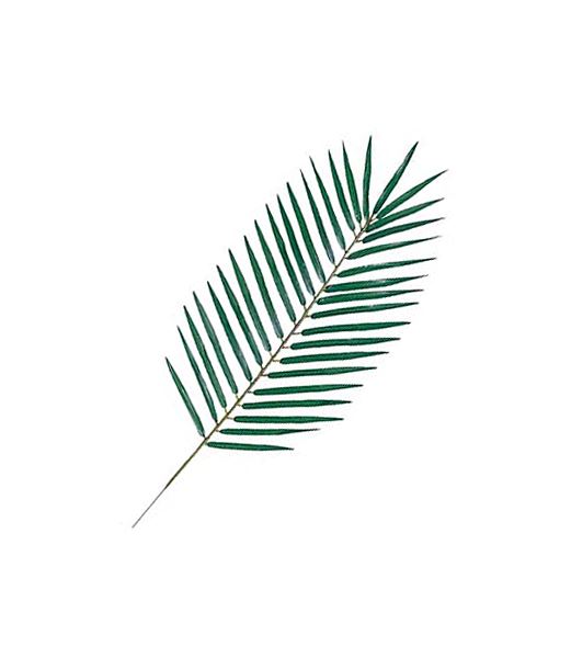 65cm フェニックスパームリーフ(35) [ONSLESP3530] |人工観葉植物 アートフラワー 造花 フェイクグリーン 資材 装飾 飾付 デコレーション 飾り イベント パーティー フラワーアレンジメント 花材 インテリア 店舗装飾 ディスプレイ 室内装飾 飾り付け ガーランド リーフ