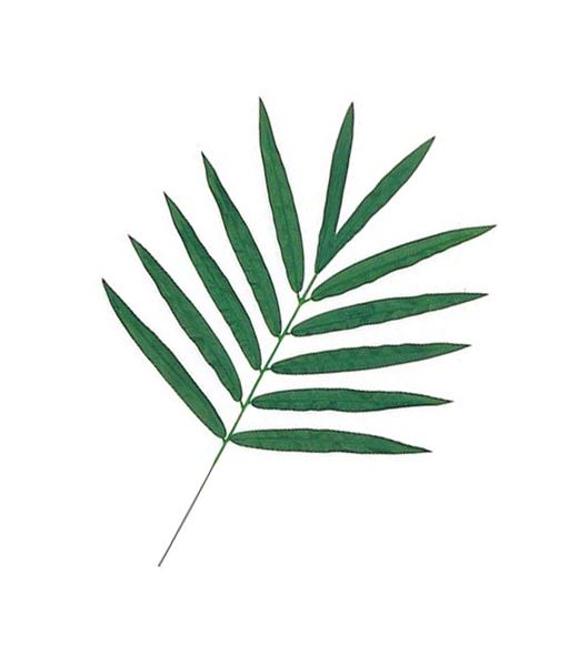 85cm ケンチャパームリーフ(SS)[ONSLESP3310SS]|人工観葉植物 アートフラワー 造花 フラワー フェイクグリーン 資材 装飾 飾付 デコレーション 飾り イベント パーティー フラワーアレンジメント 花材 インテリア 店舗装飾 ディスプレイ 室内装飾 飾り付け ガーランド リーフ