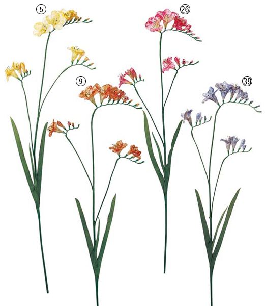 楽天市場】フリージア（カラーブルー）（花・ガーデン・DIY）の通販