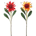 キングプロテアの花言葉と誕生花 花の持つ言葉 キングプロテアの花言葉と誕生花 花の持つ言葉