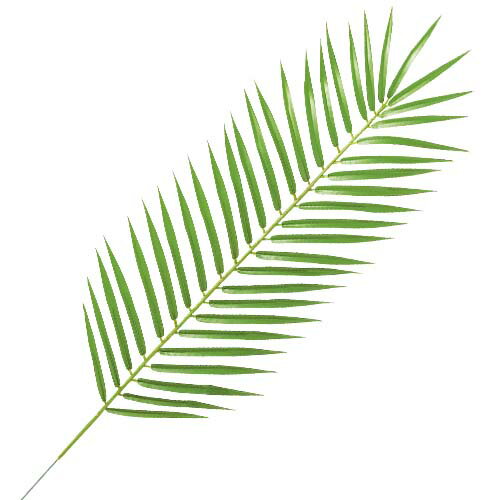 75cm ライトグリーンフェニックスパームリーフ(43) [ONSLESP3878] |人工観葉植物 造花 フェイクグリーン 資材 装飾 飾付 デコレーション 飾り イベント パーティー フラワーアレンジメント 花材 インテリア 店舗装飾 ディスプレイ 室内装飾 飾り付け ガーランド リーフ