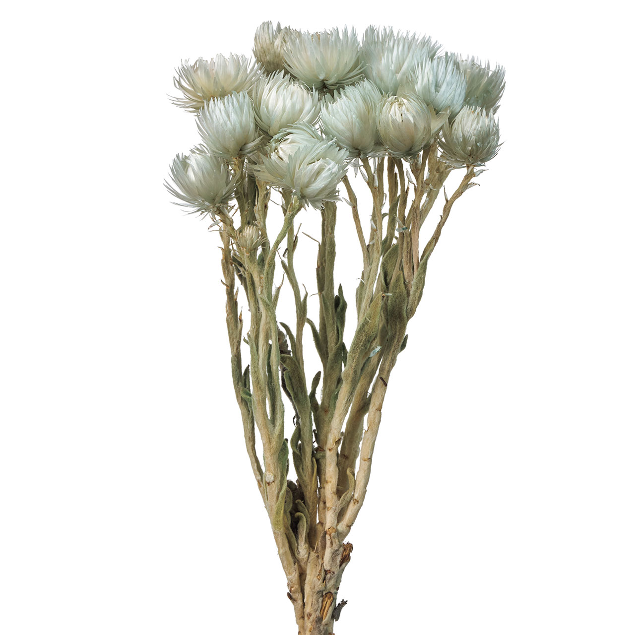 シルバーデージーミニ アイスグレー 1束[TDLFD004441-151]|ドライフラワー ナチュラル素材 フラワー（ドライ） カラー【花束アレンジ 天然素材 インテリア装飾 店舗ディスプレイ インテリアフラワー フラワーギフト 】