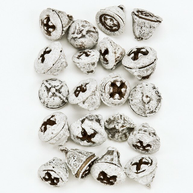 約L1.5〜2.5cm ユーカリの実 スノー ドライフラワー 実もの カラー [TDLDO024800-982] 代引決済不可|天..