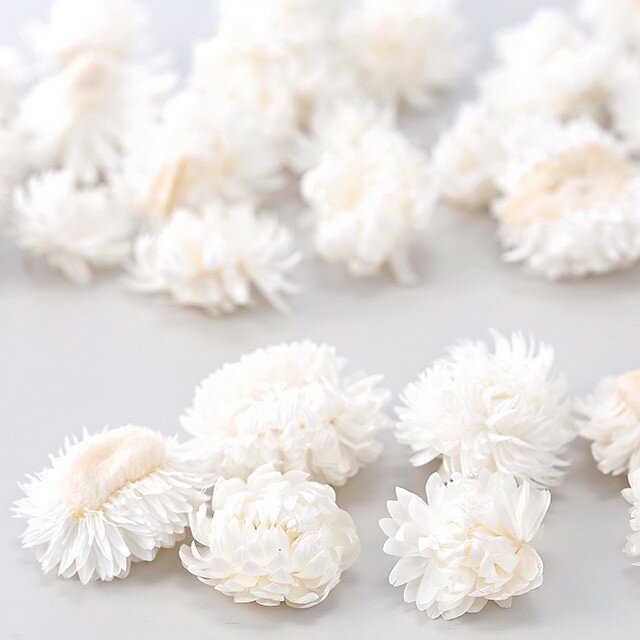 約2～4cm ヘリクリサム・ヘッド 白 ドライフラワー フラワー カラー [TDLDO032130-011] 代引決済不可|天然素材 造花 フェイクグリーン 資材 装飾 デコレーション 飾り イベント パーティー フラワーアレンジメント 花材 インテリア 店舗装飾 ディスプレイ 飾り付け