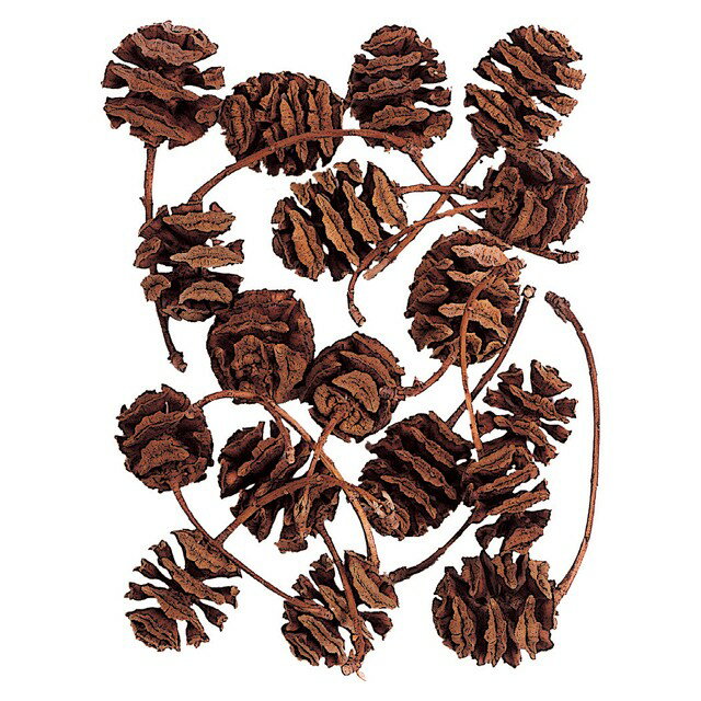 約L2〜2.5cm メタセコイア ナチュラル ドライフラワー 実もの ナチュラル [TDLDT066102] 代引決済不可|天然素材 造花 資材 装飾 飾付 デコレーション 飾り イベント パーティー フラワーアレンジメント 花材 インテリア 店舗装飾 ディスプレイ 飾り付け 手作り 材料