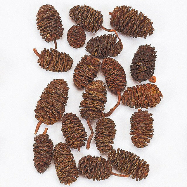 約L2～3cm ヤシャブシ大 ナチュラル ドライフラワー 実もの ナチュラル [TDLDT066165] 代引決済不可|天然素材 造花 資材 装飾 飾付 デコレーション 飾り イベント パーティー フラワーアレンジメント 花材 インテリア 店舗装飾 ディスプレイ 飾り付け 手作り 材料