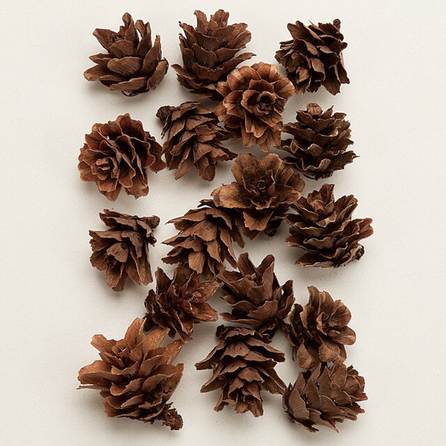 約L1.5〜2cm グイの実 ドライフラワー 実もの ナチュラル [TDLFD003068] 代引決済不可|天然素材 造花 フェイクグリーン 資材 装飾 飾付 デコレーション 飾り イベント パーティー フラワーアレンジメント 花材 インテリア 店舗装飾 ディスプレイ 飾り付け 手作り 材料