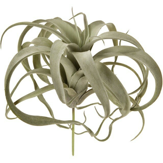 ティランジアストレプトフィラ＃15...