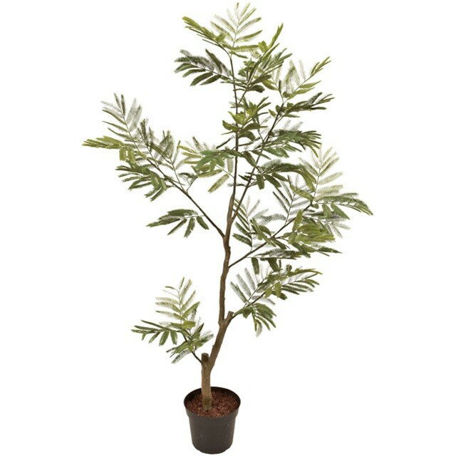 W100XH150cmエバーグリー...