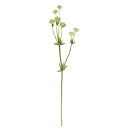 アストランティアの花言葉と誕生花 花の持つ言葉 アストランティアの花言葉と誕生花 花の持つ言葉