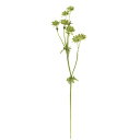 アストランティアの花言葉と誕生花 花の持つ言葉 アストランティアの花言葉と誕生花 花の持つ言葉