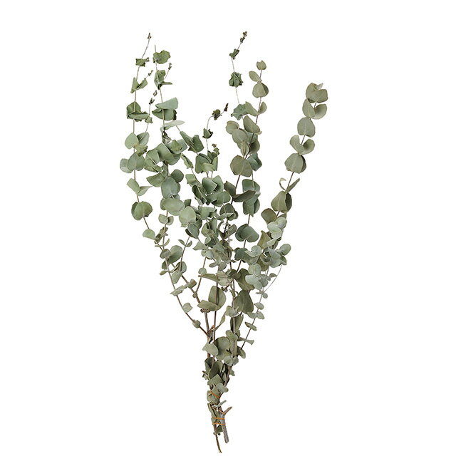 ドライフラワー　ナチュラル素材　フラワー　ナチュラル 商品名:ユーカリ・ショート 商品番号:TDLDE017253 カラー：ナチュラル 素材：天然素材 商品仕様：約L60．0cm1〜2本 入数：1本 ドライフラワー ナチュラル素材 装飾 飾...