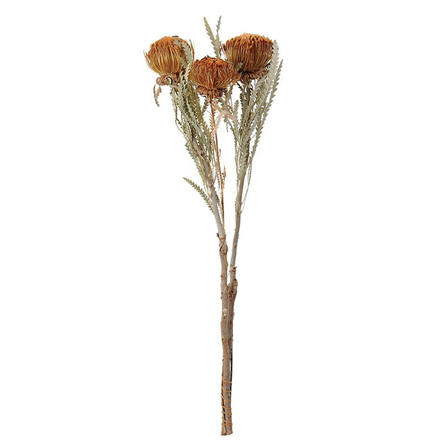 約L45cm ドリアンドラ・ドライ ナチュラル ドライフラワー フラワー ナチュラル [TDLDE017768]|天然素..