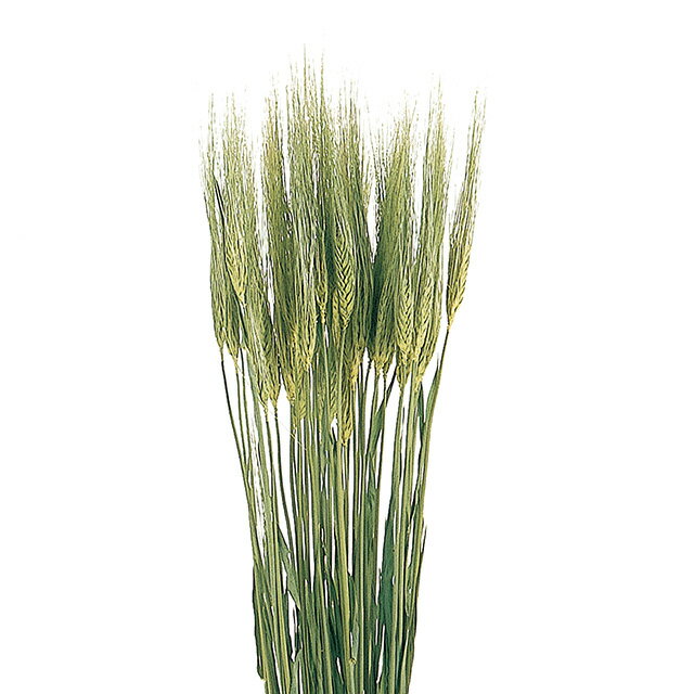 約L55〜60cm 大麦 ドライフラワー フラワー ナチュラル [TDLDN000005]|天然素材 アートフラワー 造花 ..