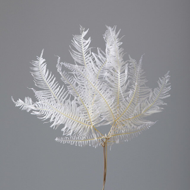 約L45〜50cm 山シダ・特大 白 ドライフラワー ナチュラル素材 フラワー [TDLDO050293-011]|天然素材 造..