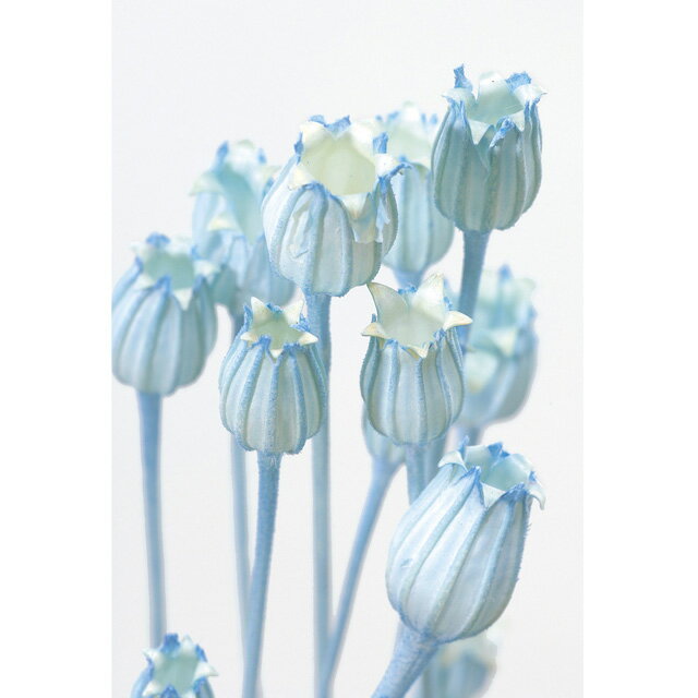 フローレンティナ ブルー ドライフラワー ナチュラル素材 フラワー [TDLDO050510-601]|店舗装飾 装飾 飾り付け ディスプレイ 50cm