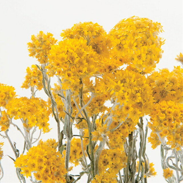 L��35cm ���֥������� �ɥ饤�ե� �ե� �ʥ����� [TDLFD003003]|ŷ���Ǻ� �����ȥե� ¤�� �ե��������꡼�� ��� ���� ���� �ǥ��졼����� ���� ���٥�� �ѡ��ƥ��� �ե�����󥸥��� �ֺ� ����ƥꥢ Ź������ �ǥ����ץ쥤 �����դ�