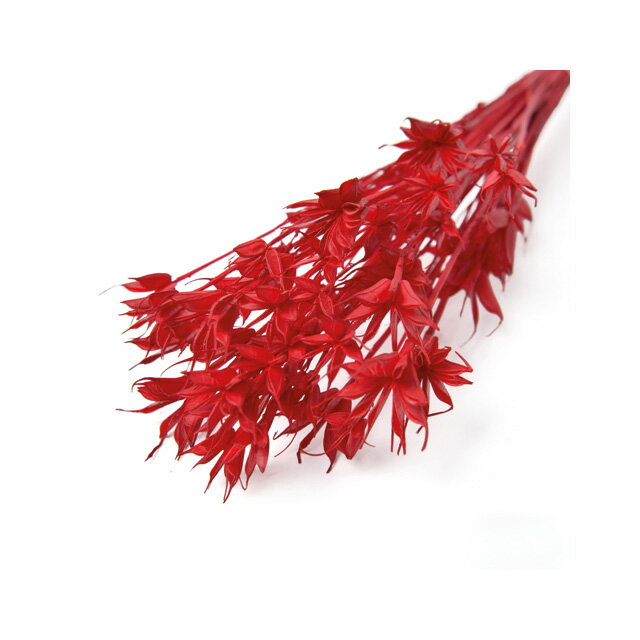 約50cm ニゲラ ドライ レッド ドライフラワー ナチュラル フラワー [TDLFLDR0025-830]|天然素材 アートフラワー 造花 フェイクグリーン 資材 装飾 デコレーション 飾り イベント パーティー フラワーアレンジメント 花材 インテリア 店舗装飾 ディスプレイ 飾り付け