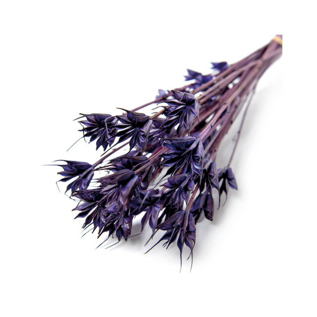 約50cm ニゲラ　ドライ パープル ドライフラワー ナチュラル フラワー [TDLFLDR0025-960]|天然素材 ア..